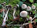 Mycena capillaripes-amf1309